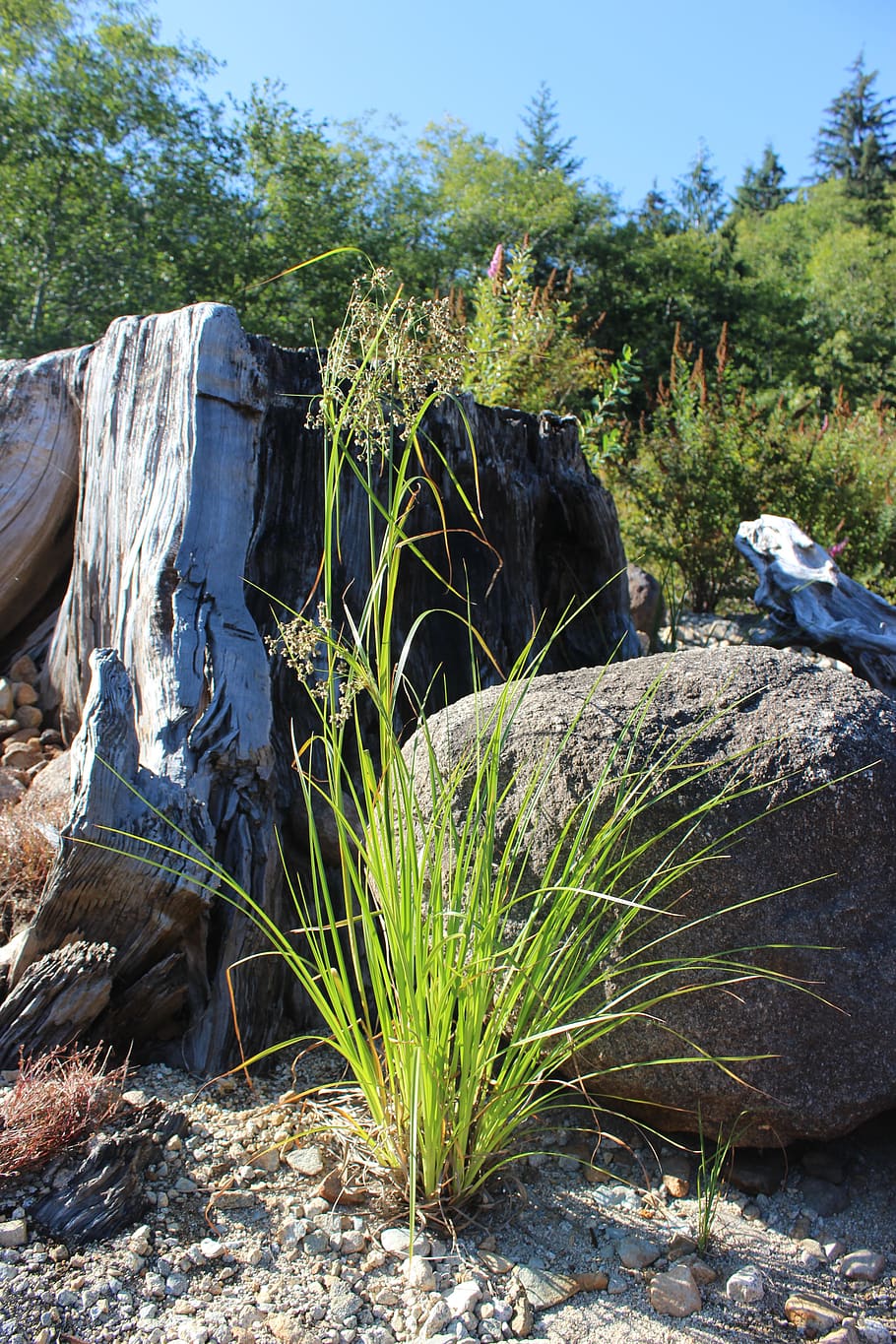 close-up, green, rock, plant, tree, animal, vertebrate, nature HD wallpaper