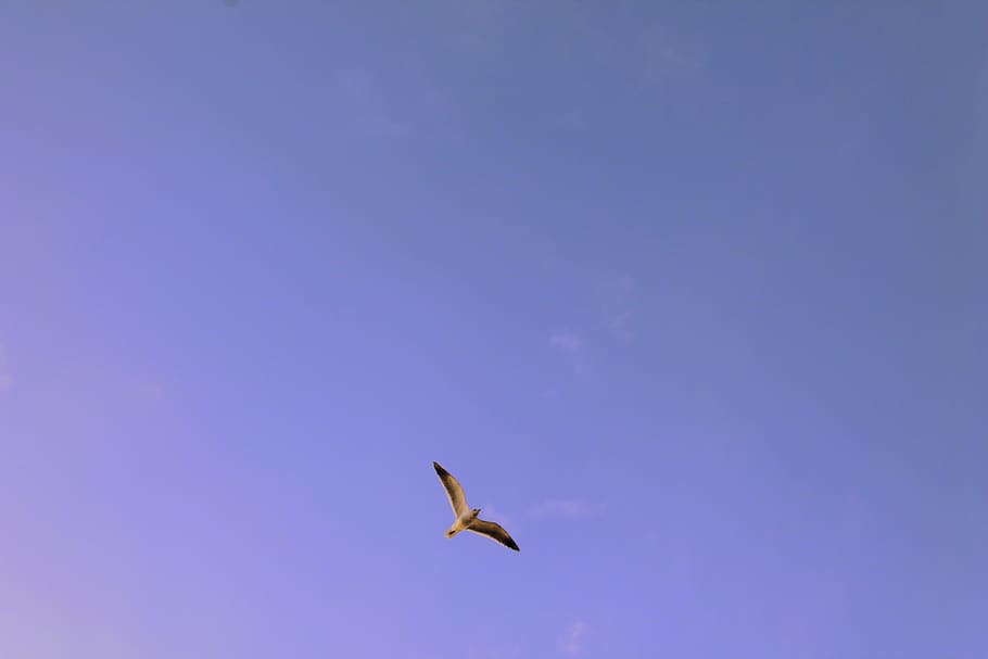 animals, bird, flight, sky, clouds, clear, animal themes, animal wildlife HD wallpaper