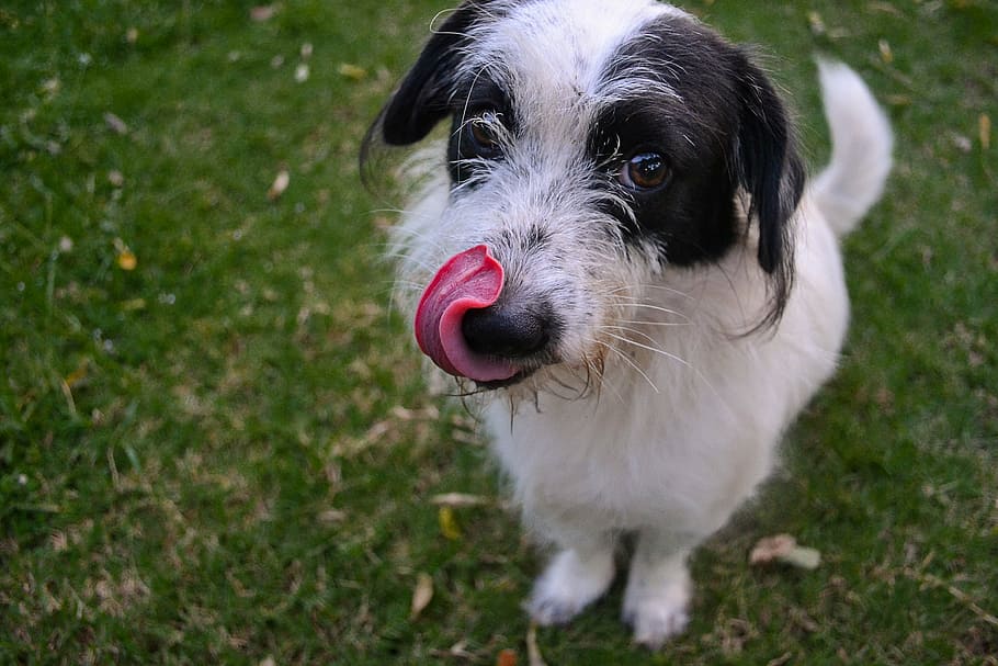 Black wire haired top dog