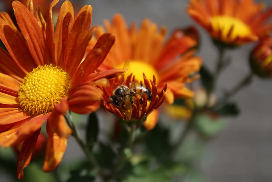 bee, flower, insect, honey bee, pollen, nectar, blossom, floral HD wallpaper