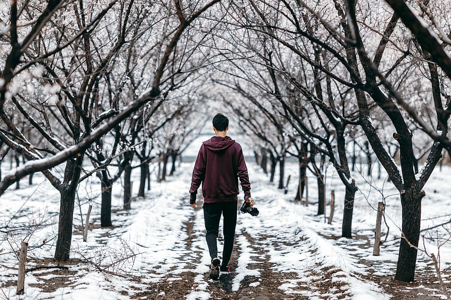 man walking across the road surrounded by bare trees, man walking on snow near leafless trees, HD wallpaper