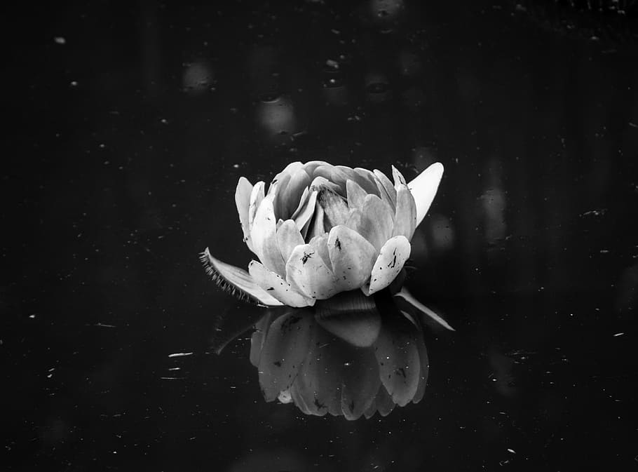 grayscale photography of peony, grayscale flower, One day, day flower HD wallpaper