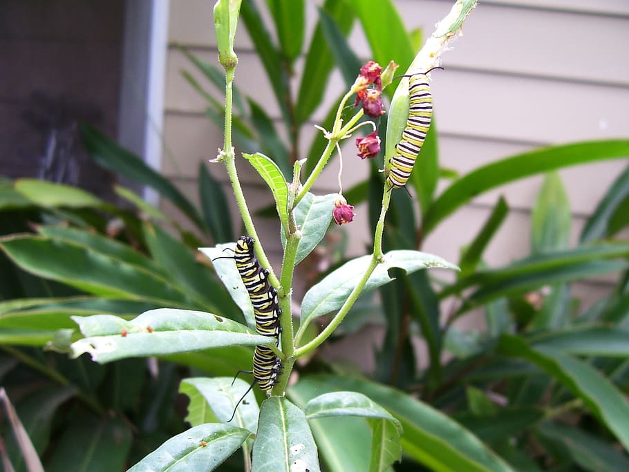 caterpillar, monarch, butterfly, milkweed, plant, outside, nature, HD wallpaper