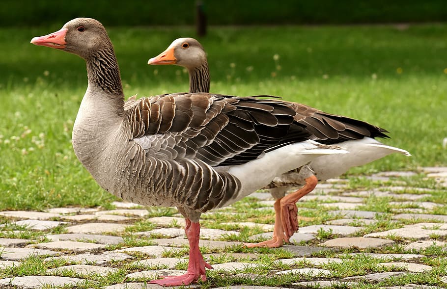 two ducks walking beside grass field, geese, wild geese, waterfowl, HD wallpaper