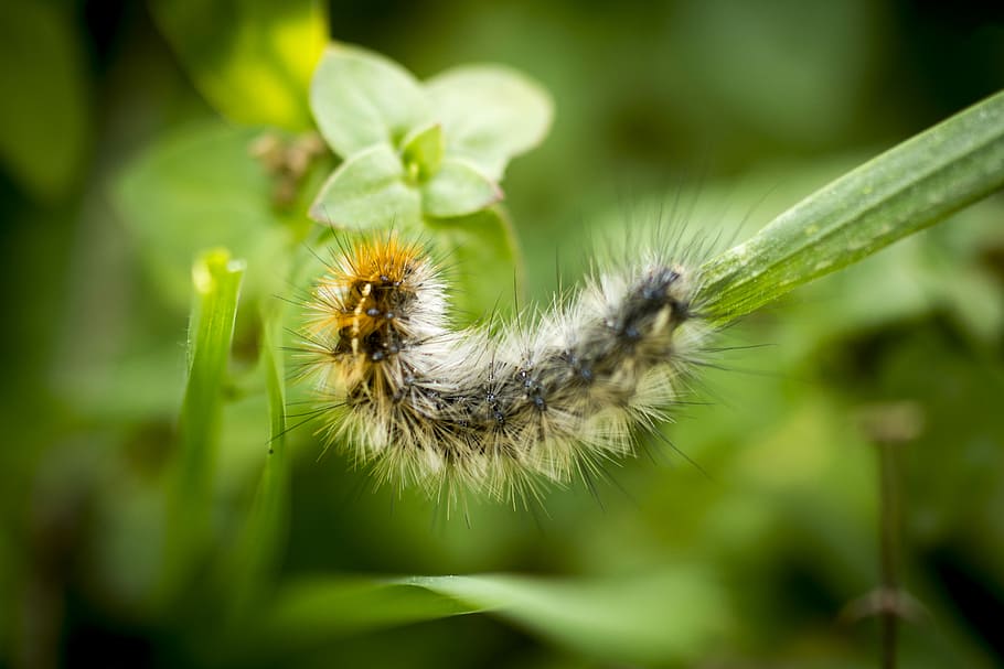Caterpillar, macro photography of hairy larvae, insect, bug, leaf HD wallpaper