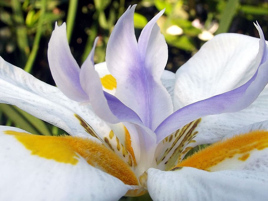 HD wallpaper: macro photography of purple, yellow, and white iris