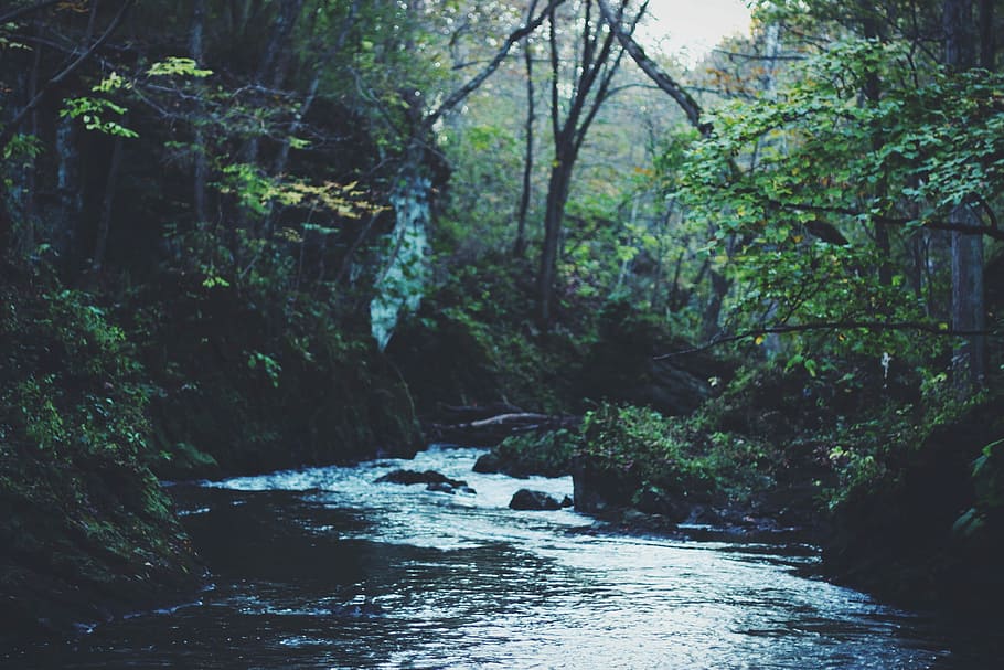 river stream between green trees during daytime, forest, nature HD wallpaper