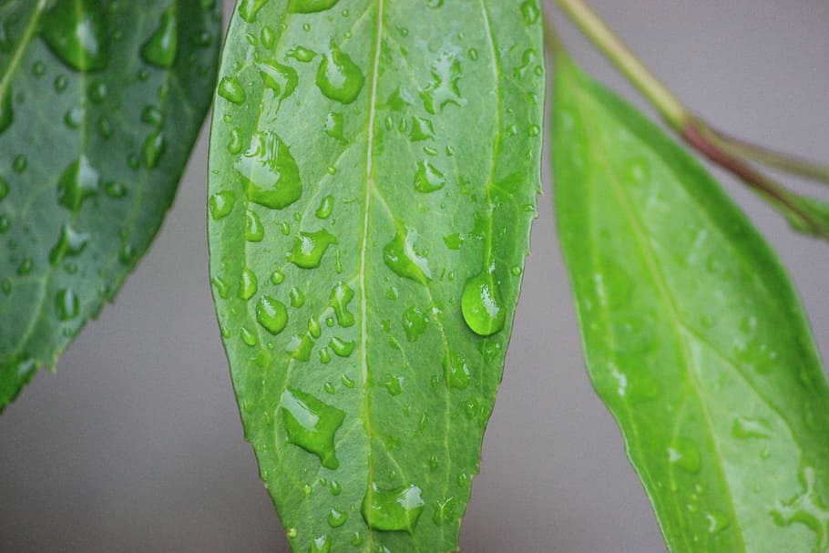 Leaf, Rain, Water, Water, Droplet, Plant, natural, foliage HD wallpaper