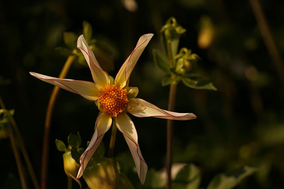 flower, blossom, bloom, close, wild flower, white, plant, flowering plant HD wallpaper