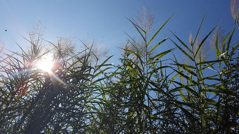 Grass, Sunshine, Wave, Blue Sky, nature, sunlight, lens flare HD wallpaper