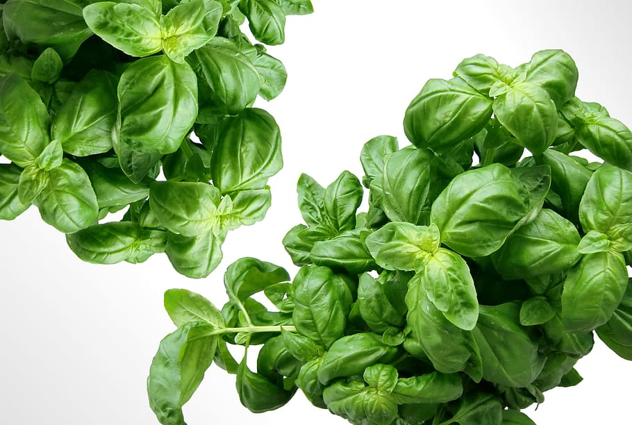 pile of basils, herbs, green, mediterranean, leaves, plant HD wallpaper