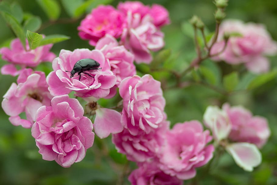 flowers, bugs, nature, green, spring, insects, biology, life HD wallpaper