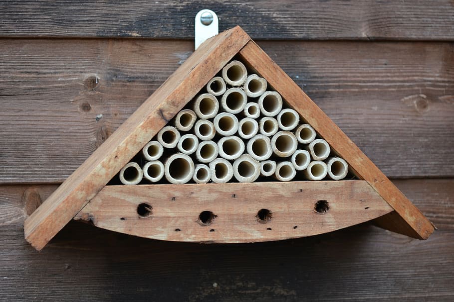 photography of wall mounted honeybee box, insect house, leaf