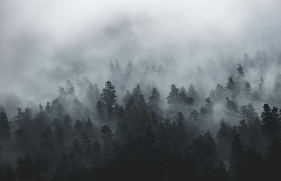 photo of tall trees during foggy day, forest trees with fog, layer HD wallpaper