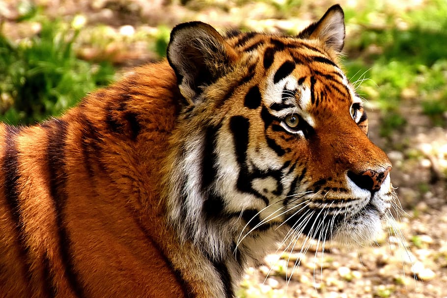 closeup photo of tiger, predator, fur, beautiful, dangerous HD wallpaper
