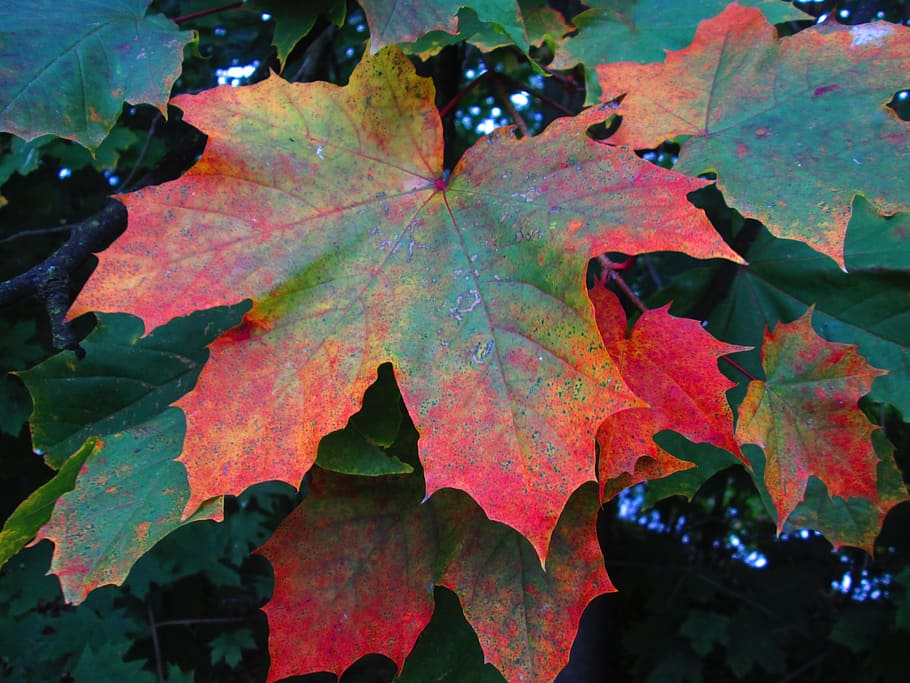 foliage, autumn, macro, autumn leaves, nature, plant part, leaf HD wallpaper