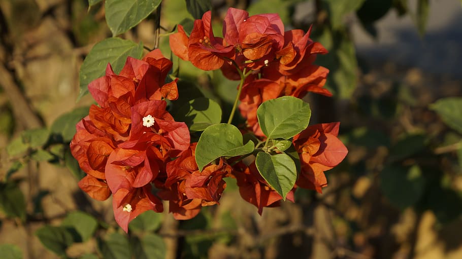 flowers, flora, sunset, bokeh, landscape, plant, garden, nature HD wallpaper