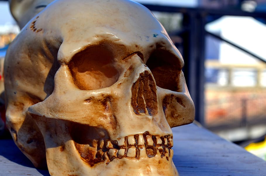 skull, antiques, bone, close-up, human skeleton, human skull HD wallpaper