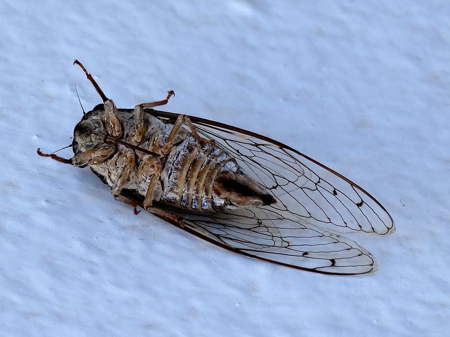 cicada, dead, insects, nature, animal, animal themes, animal wildlife HD wallpaper