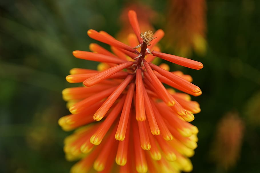 torch lily, fire, orange, red, close up, bright, flower, blossom HD wallpaper