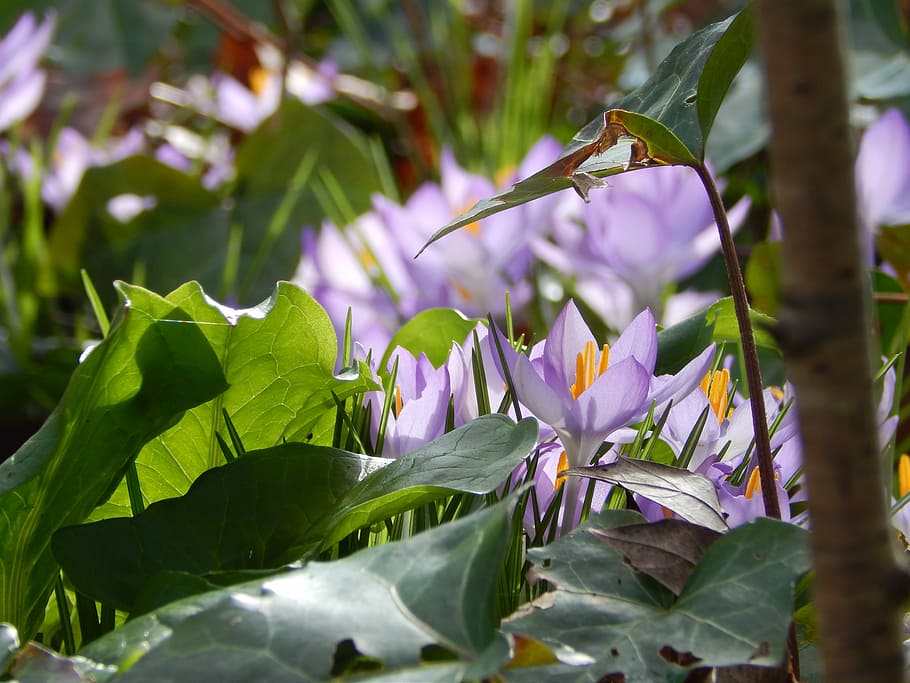 spring, crocus, flowers, flowering plant, leaf, plant part HD wallpaper