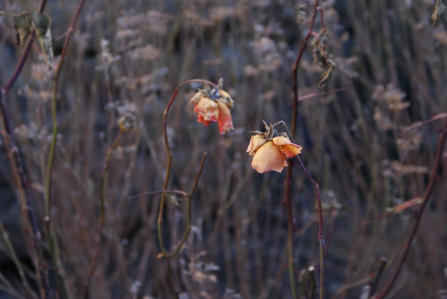 roses, winter, flowers, plant, nature, focus on foreground HD wallpaper