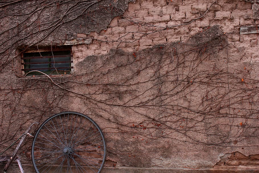 vine, plant, window, old, adobe, wall, poverty, wall - Building Feature HD wallpaper
