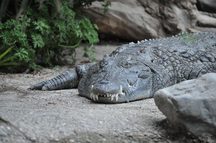 crocodile, alligator, reptile, animal, zoo, tooth, animal wildlife HD wallpaper
