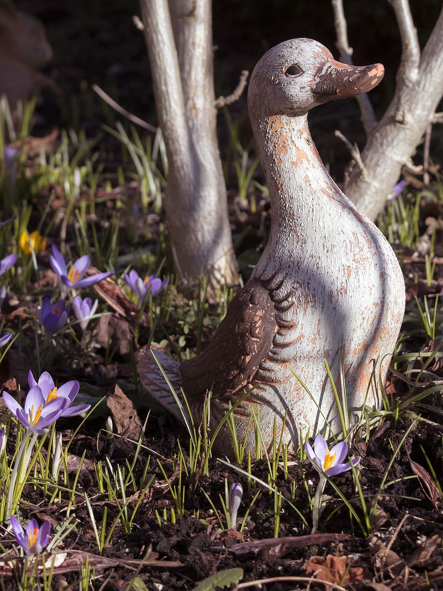 porcelain, close, spring, duck, plant, field, nature, no people HD wallpaper