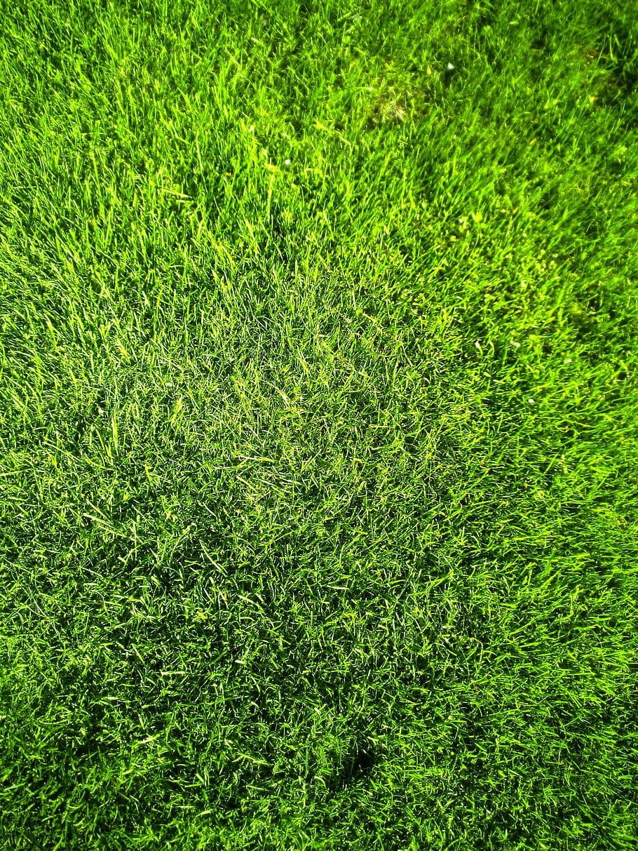 grass, lawn, green, green color, plant, full frame, backgrounds HD wallpaper