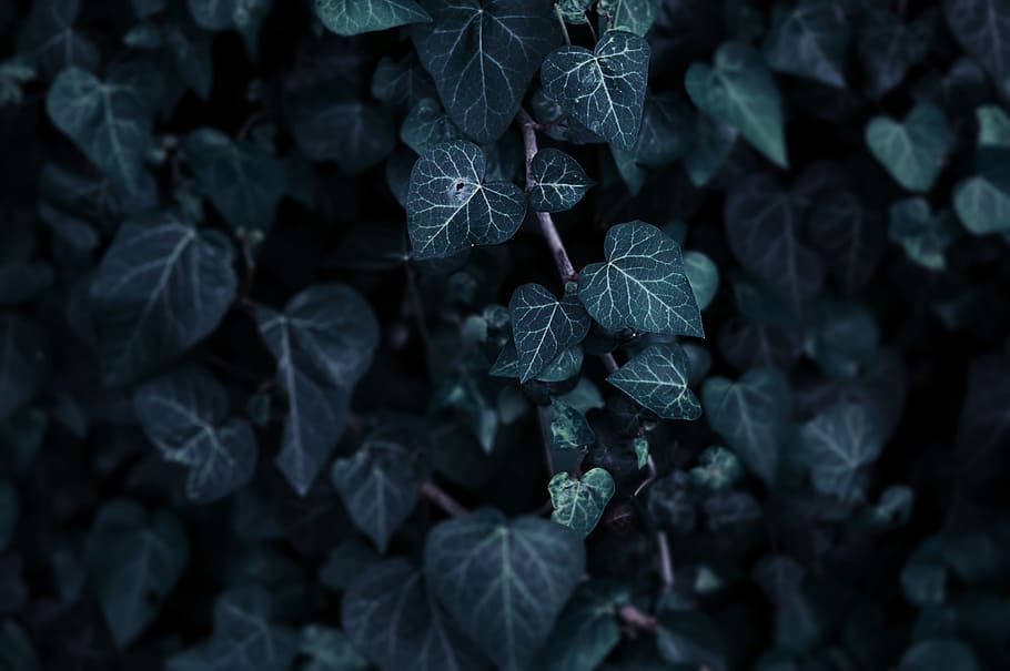 green leaf plant in closeup photo, green leafed plants, Searching HD wallpaper