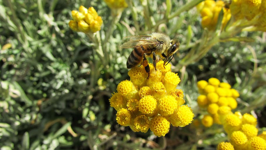 bee, insect, nature, animal, yellow, busy, working, spring HD wallpaper