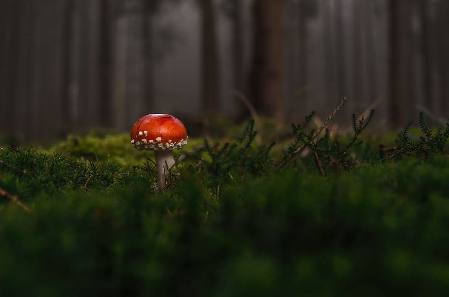 nature, red, forest, macro, mushroom, poison, toxic, fungus, plant HD wallpaper