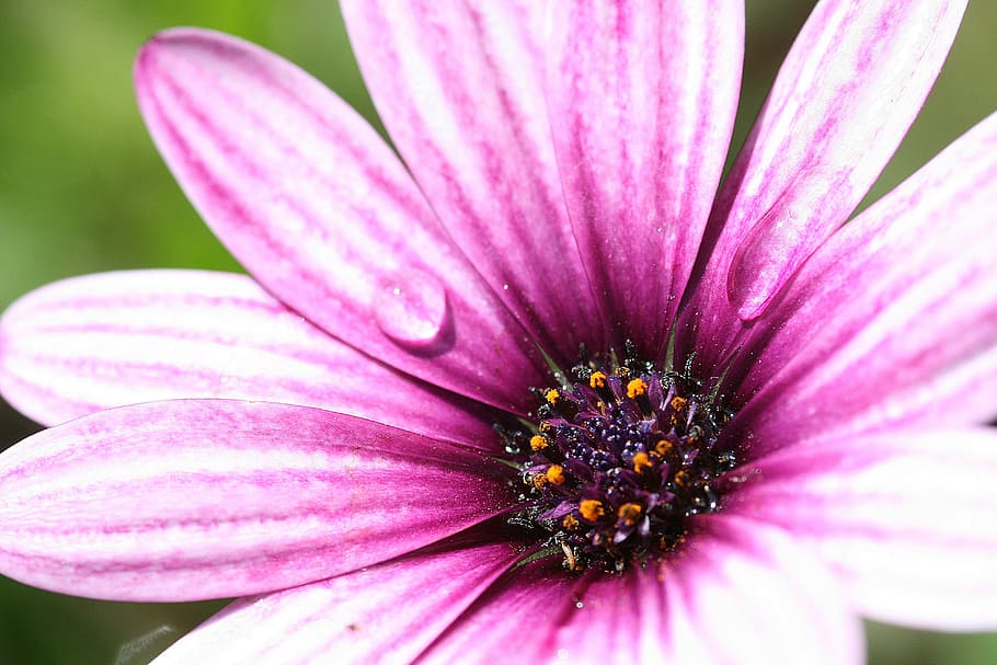 nature, flower, dewdrop, flowering plant, freshness, beauty in nature HD wallpaper
