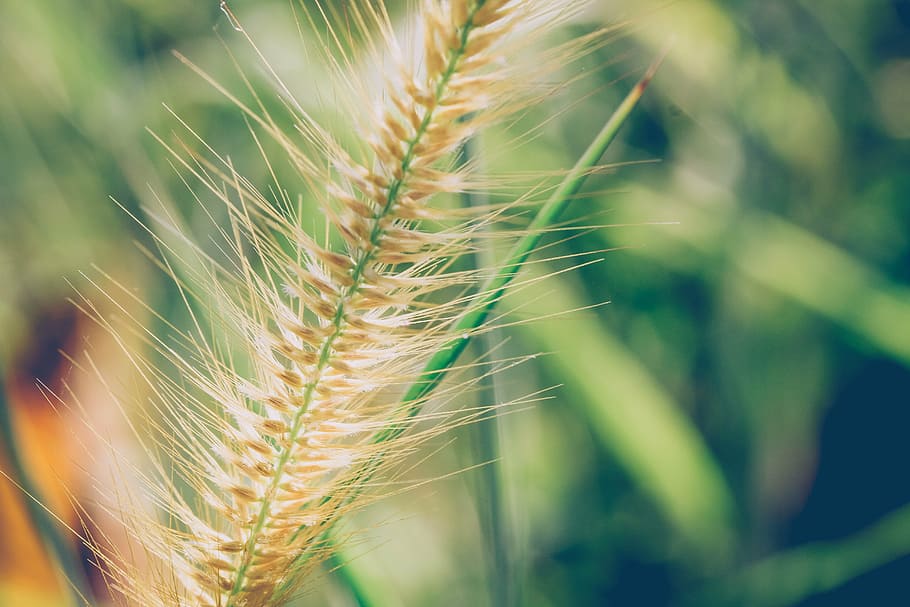 green grass, fresh, natural, crop, agriculture, cereal plant HD wallpaper