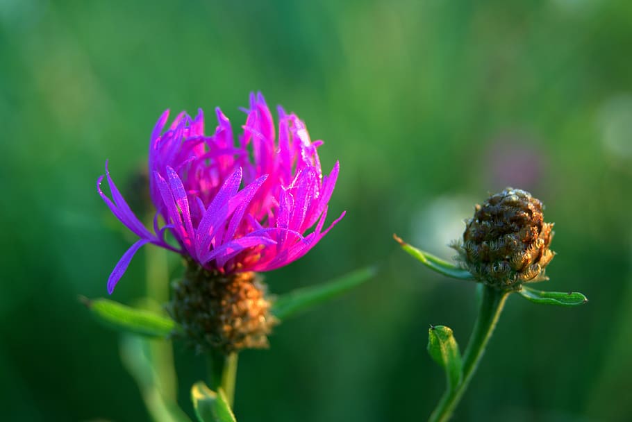 cornflower, bluebottle, nature, field, summer, meadow, village HD wallpaper
