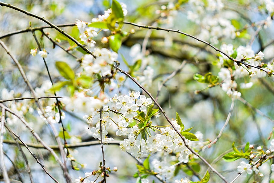 nature, flowers, branches, petals, bloom, blooming, blossom, blur HD wallpaper