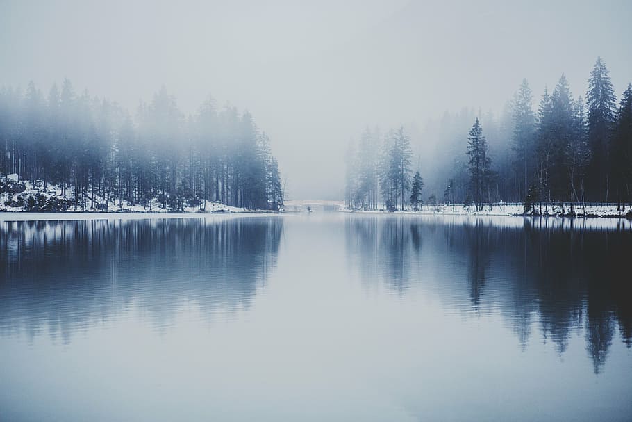 reflective photography of pine trees, snow, covered, near, body HD wallpaper