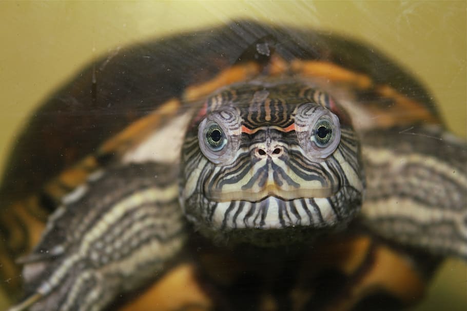 Turtle, Aquatic, red ear, animal, reptile, tortoise, wildlife HD wallpaper