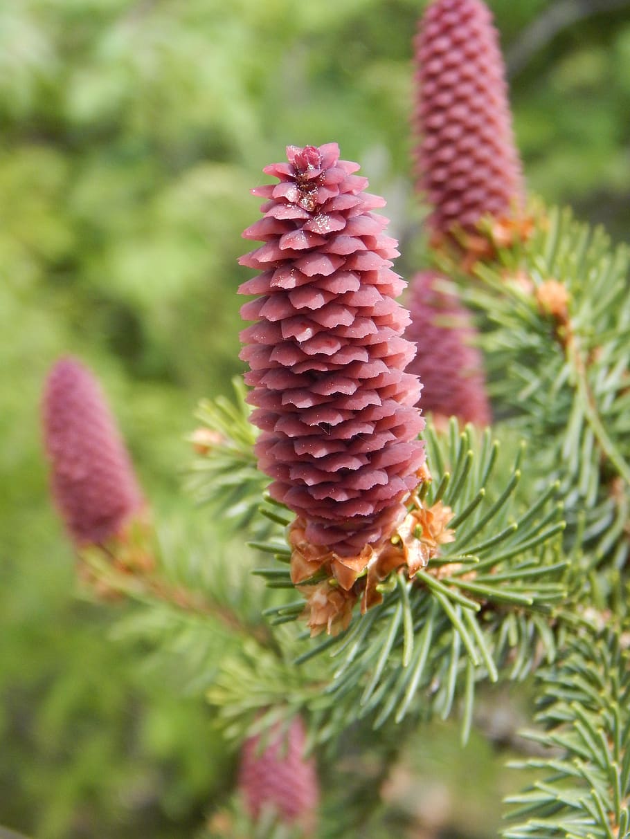 forest, pine cones, nature, spring, tree, fir tree, conifer HD wallpaper