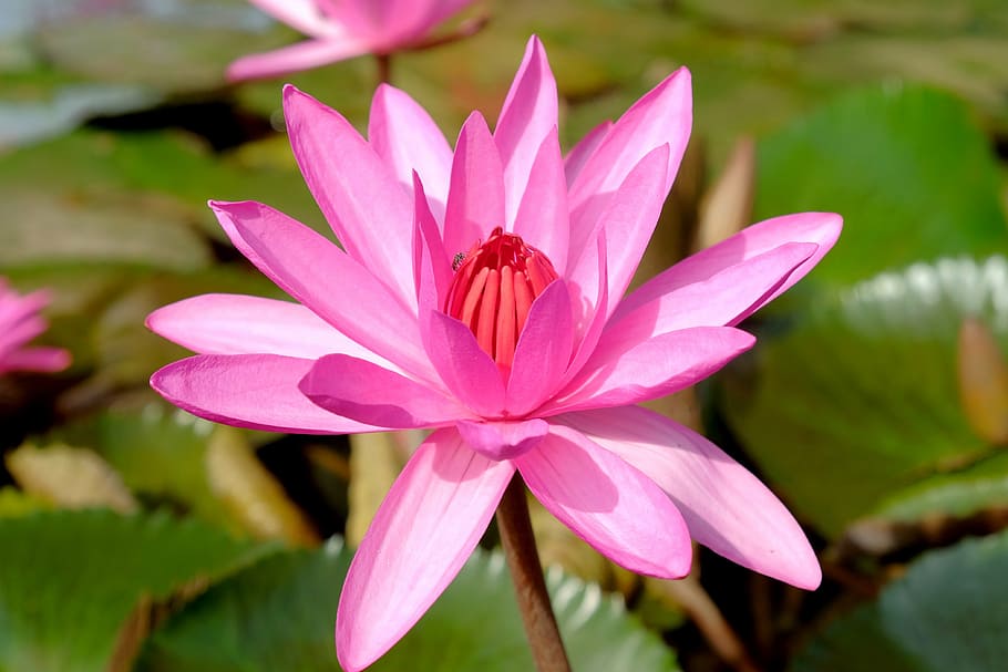 lotus, insects, pink, nature, water Lily, petal, lotus Water Lily HD wallpaper
