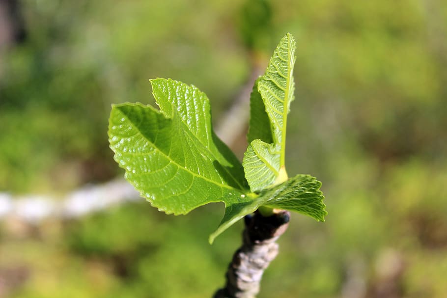 plant, fig tree, mallorca, leaf, plant part, green color, growth HD wallpaper