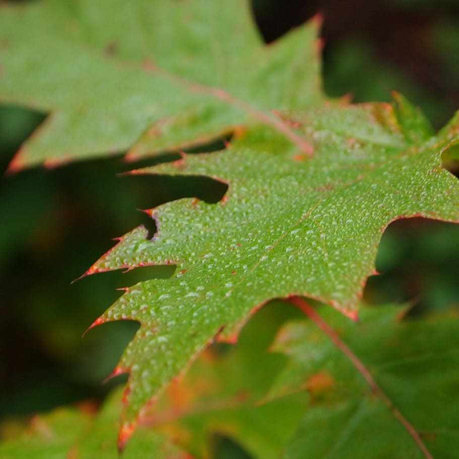 dew, morning, forest, oak, colored, nature, drop, plant part HD wallpaper