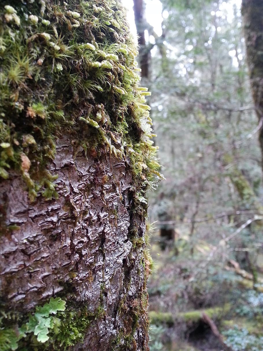 tree, forest, bush, green, wet, moss, environment, wood, outdoor HD wallpaper