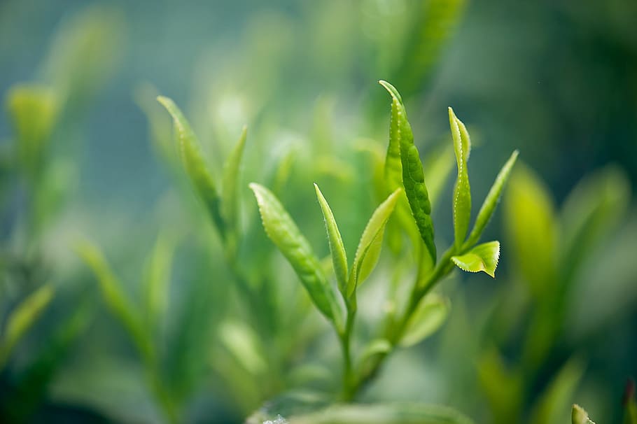 shallow focus photo of green leafed plant, tea, green tea, green color HD wallpaper