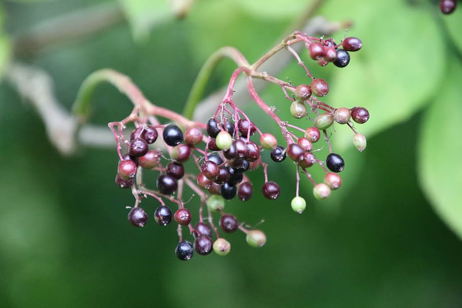 autumn, leaf, berry, elderberry, natural, foliage, healthy eating HD wallpaper