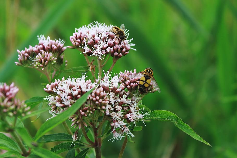 Mist, Bee, Mud, Translucent, mist bee, mud bee, translucent bees HD wallpaper