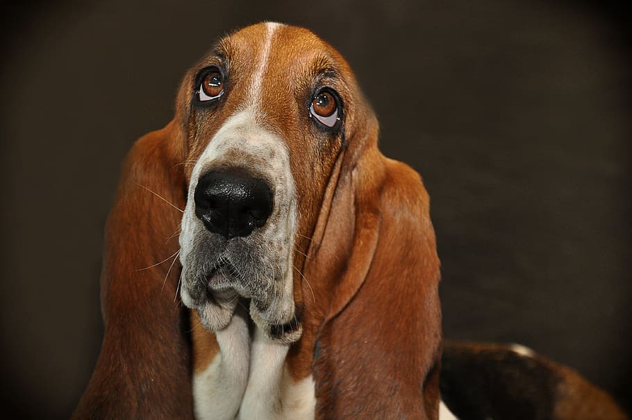 closeup photo of adult tricolor basset hound, dog, race, bassett
