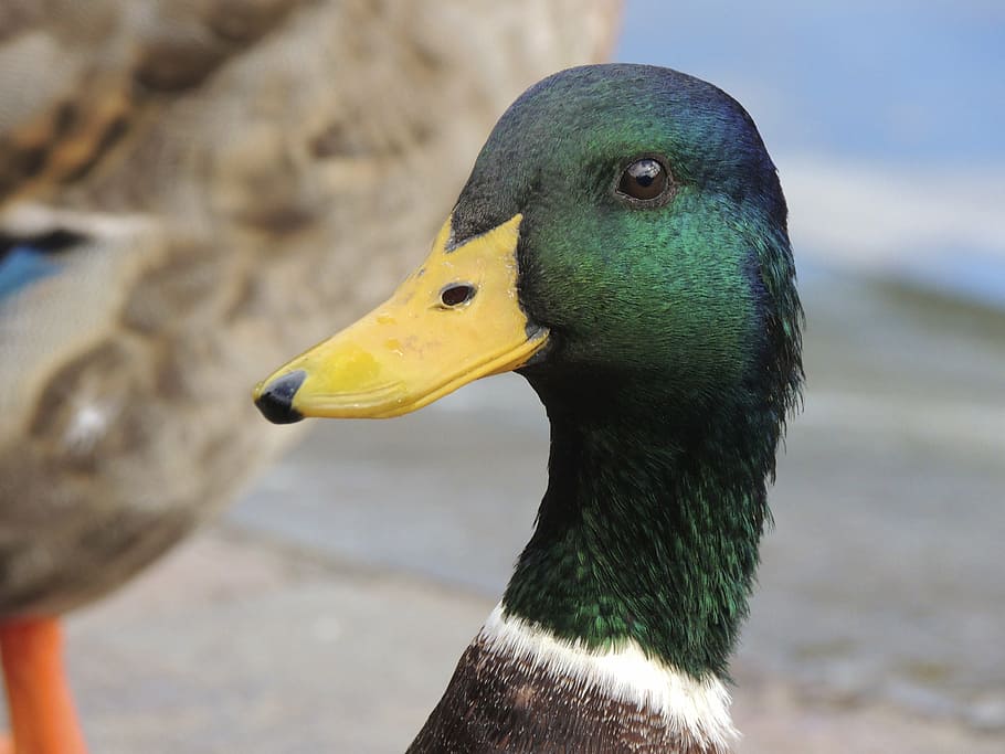 green and brown mallard duck, bill, portrait, macro, head, plumage HD wallpaper