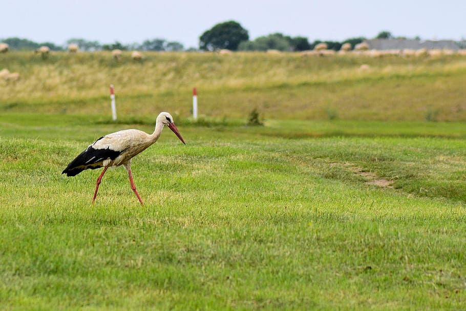 stork, bird, foraging, meadow, nature, adebar, wildlife, animal HD wallpaper